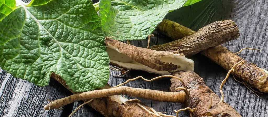 Burdock Root: For Lymphatic System and Blood Health