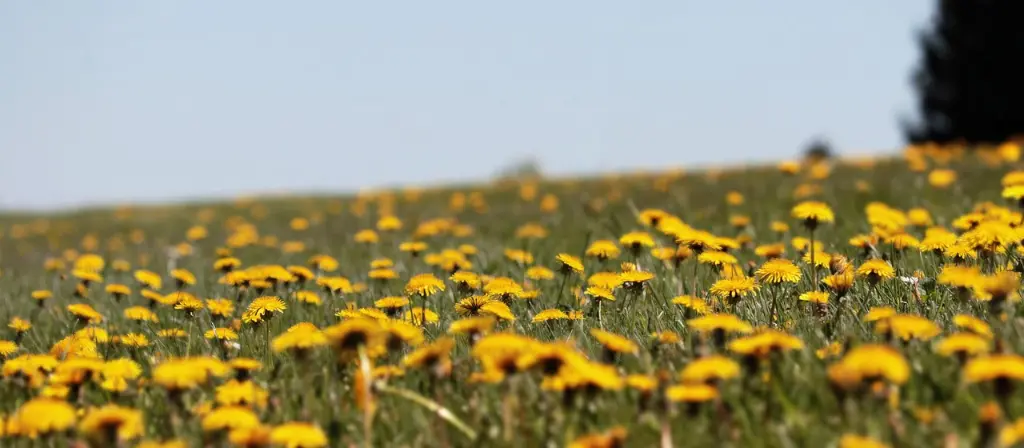 Dandelions for a Vibrant Life