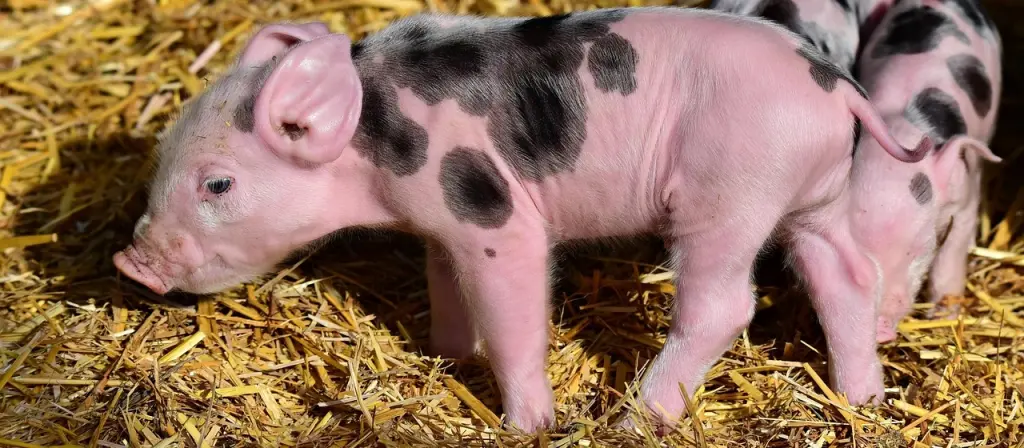 Garlic and Oregano Oil: Natural Boosters for Immune Health