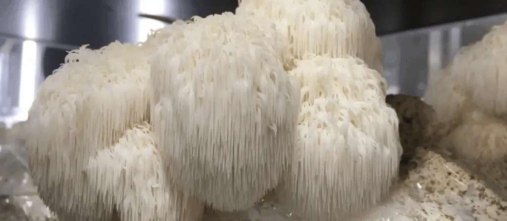 Lion's Mane: The Brain-Boosting Mushroom