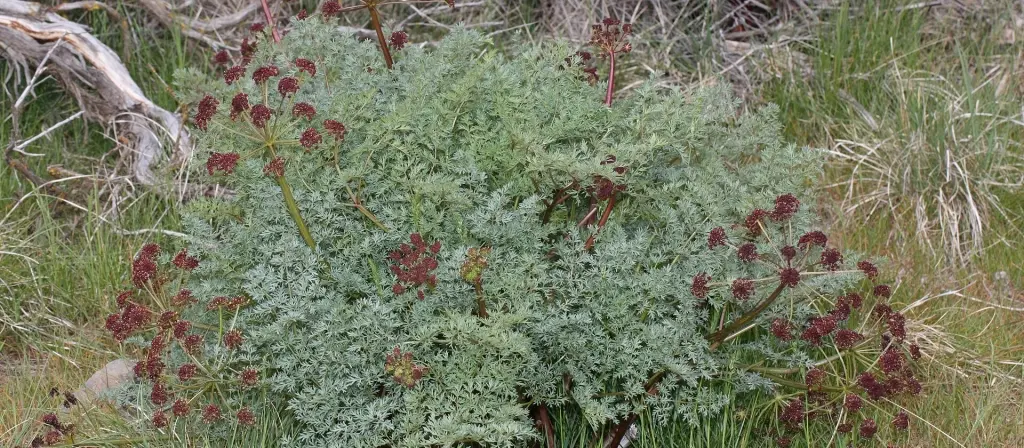 Lomatium Dissectum: Nature's Antiviral Powerhouse
