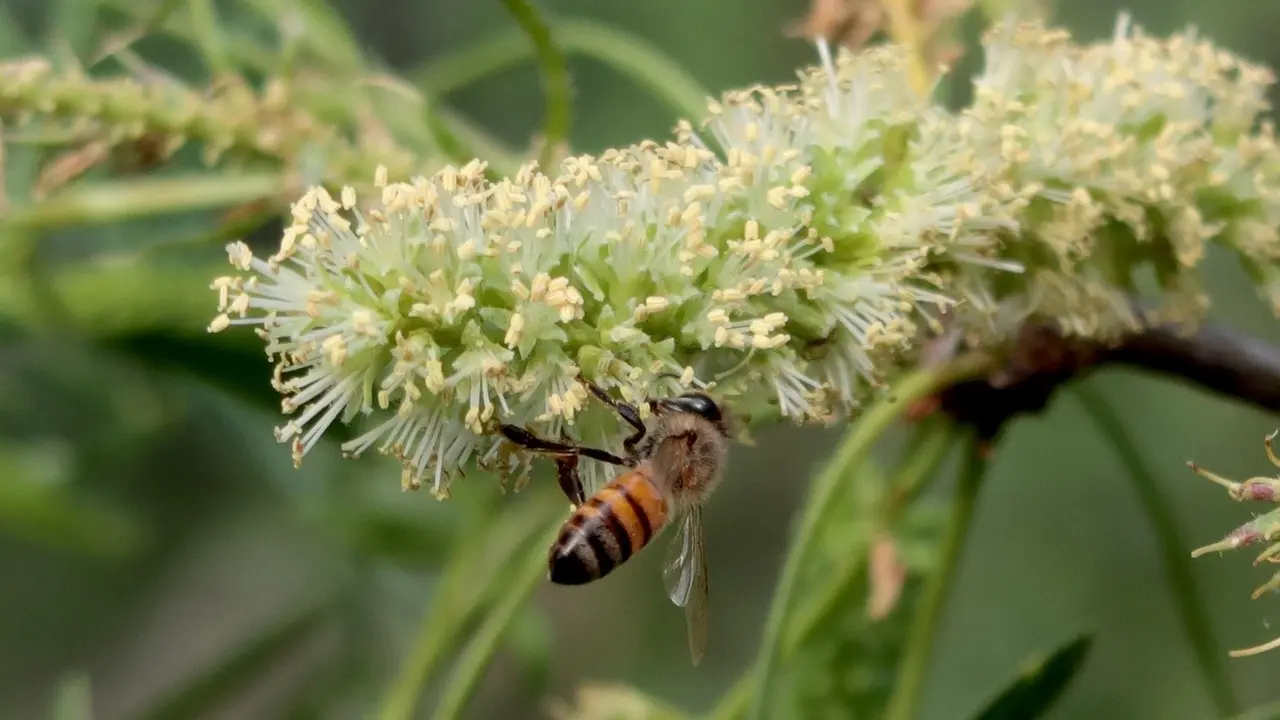 Mesquite: A Versatile Superfood