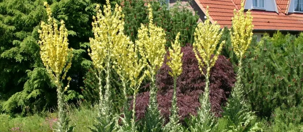 Mullein: Nature’s Ally for Respiratory Health