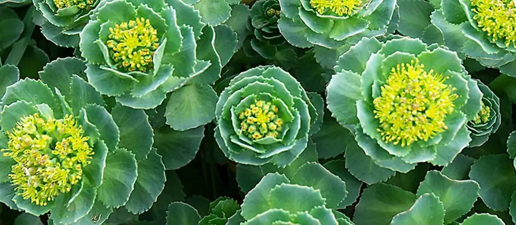 Rhodiola Rosea: The Arctic Adaptogen for Men